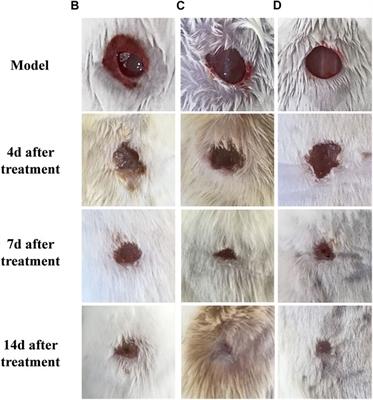 Green synthesis of silver nanoparticles through oil: Promoting full-thickness cutaneous wound healing in methicillin-resistant Staphylococcus aureus infections